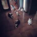 https://it.holidog.com/ImagesPetSitters/F0DD0C9F-F820-4AE9-B266-710C988CECA1_square_120.jpg Pet-sitter-esperta-e-amorevole.-107432-3