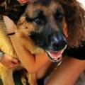 La-mia-passione:-gli-animali-372700-1