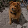 https://it.holidog.com/ImagesPetSitters/F368B969-EDE6-40EF-9734-5AF1144E64EA_square_120.jpg Il-tuo-PET-nelle-mani-giuste!-379790-2