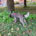 Dog-sitter-a-Gussago!-387557-2