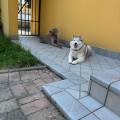 https://it.holidog.com/ImagesPetSitters/F3C8042F-B6FC-4410-8FD3-0E71117AD515_square_120.jpg 🐾🐶🐱❤️-368791-0