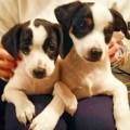 https://it.holidog.com/ImagesPetSitters/F45A3042-C0C6-420A-A09C-B1459472E4A2_square_120.jpg Pet's-nanny-95729-1