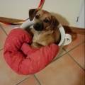 https://it.holidog.com/ImagesPetSitters/F4DC251B-9C0A-4D0B-A3C7-A56BD8ECBAF0_square_120.jpg Vi-aiuto-io!-126283-3