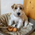 https://it.holidog.com/ImagesPetSitters/F5437FAB-4404-44EA-AA03-0D9F34CC2EA0_square_120.jpg Studentessa-medicina-veterinaria--329006-3