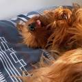 https://it.holidog.com/ImagesPetSitters/F6445748-2561-4BC4-823F-3C0A31AC4900_square_120.jpg Amica-degli-animali-189553-2