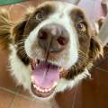 🐾✨Il-tuo-cucciolo-come-a-casa✨🐾-402039-2