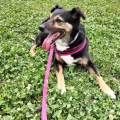 https://it.holidog.com/ImagesPetSitters/F93743A5-7CBD-484B-A927-C870B562FCC1_square_120.jpg --111214-2
