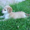 https://it.holidog.com/ImagesPetSitters/F9C9D29C-5C2F-497B-A6CF-96ECD691BB96_square_120.jpg Tanto-verde-a-disposizione-44787-2