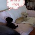 Pet-sitter-Pensione-casalinga--349702-1