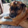 La-mia-passione:-gli-animali-372700-2