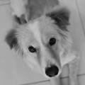https://it.holidog.com/ImagesPetSitters/FB908969-B1ED-474C-BC8D-0883C07B4297_square_120.jpg Pet-Sitting-a-domicilio-372165-0