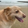 Dogsitter-401888-0