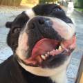 https://it.holidog.com/ImagesPetSitters/FC002DF6-55EE-4F72-A0B6-440E6340B8BA_square_120.jpg Pet-lover🐶🐱🐰🐢-141803-0