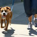 https://it.holidog.com/ImagesPetSitters/FC4EBD2C-D0D3-4FE5-8BF1-BD3CB1F14D5E_square_120.jpg dog-walker--11206-1