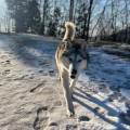 https://it.holidog.com/ImagesPetSitters/FCF1B11D-BE00-4559-9027-85408740294A_square_120.jpg La-casa-degli-animali-368171-2
