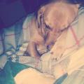https://it.holidog.com/ImagesPetSitters/FD1953EE-28AD-4578-80E8-F2AA51E6E035_square_120.jpg 36041-1