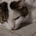 https://it.holidog.com/ImagesPetSitters/FDA14F7B-CE9E-4671-9DBF-6506F3E8E701_square_120.jpg Accudisco-pets-a-domicilio!-374384-1