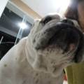 https://it.holidog.com/ImagesPetSitters/FDC763D3-980E-48CE-B590-8B029FE3104D_square_120.jpg Pet-sitter-responsabile-e-paziente-402460-3