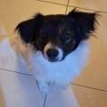 https://it.holidog.com/ImagesPetSitters/FEE284EB-1FA8-4F4B-B54B-666B7933D0AF_square_120.jpg Affidabile-e-disponibile-370271-3