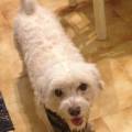 https://it.holidog.com/ImagesPetSitters/FF16239D-54CC-4926-A152-2EA2D5F0E248_square_120.jpg Amante-degli-animali-177002-3