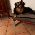https://it.holidog.com/ImagesPetSitters/FF9CE04F-C02D-49E6-9B47-046A321A929A_square_120.jpg 367510-1