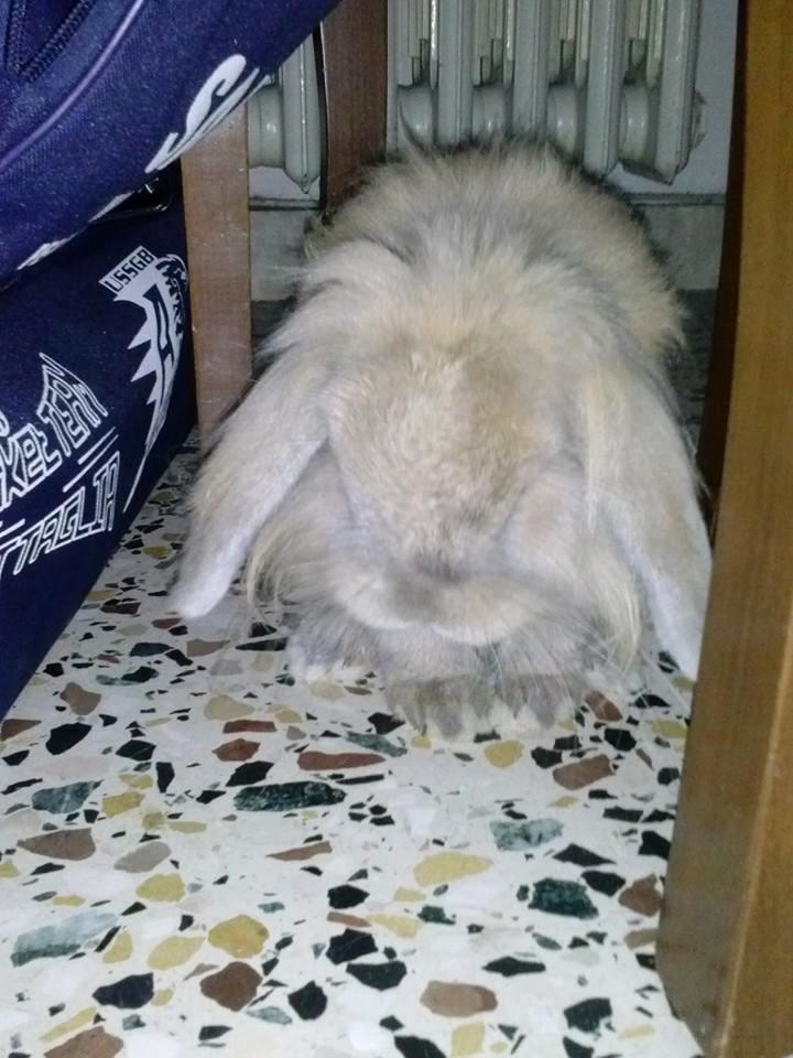 dog-sitter al daniela 7f59fefc-9446-48d7-90bd-28ab20be1001