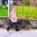 petsitter stranger