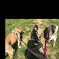 petsitter stranger