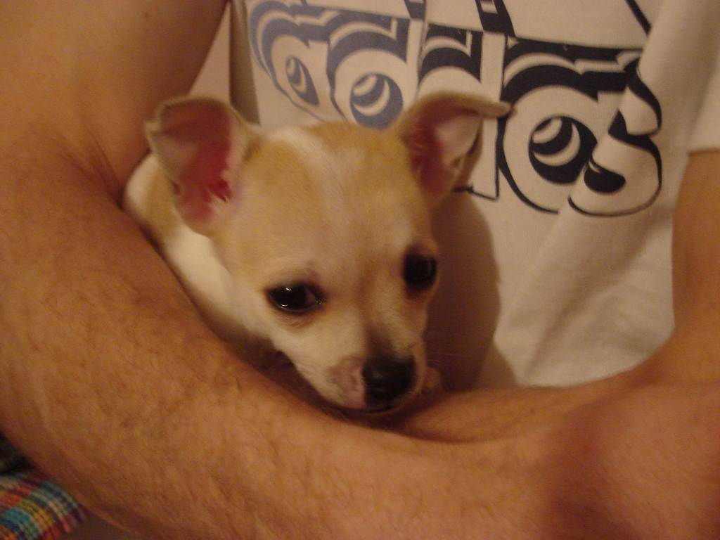 dog-sitter al luciano e4a85f45-fc3b-404a-999a-7114c6e00282