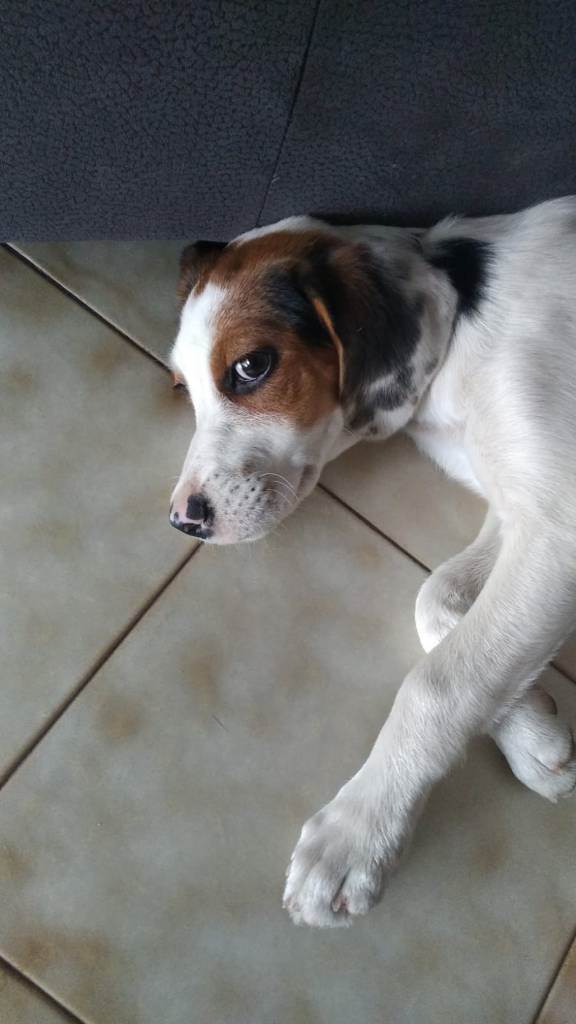 dog-sitter ct enzo b553dfee-ec4a-4266-b3aa-39ec328b8c27