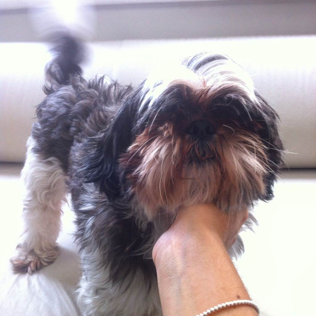 dog-sitter to adele 5b071d2f-f056-43eb-8491-3ee451637fb2