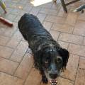 petsitter stranger