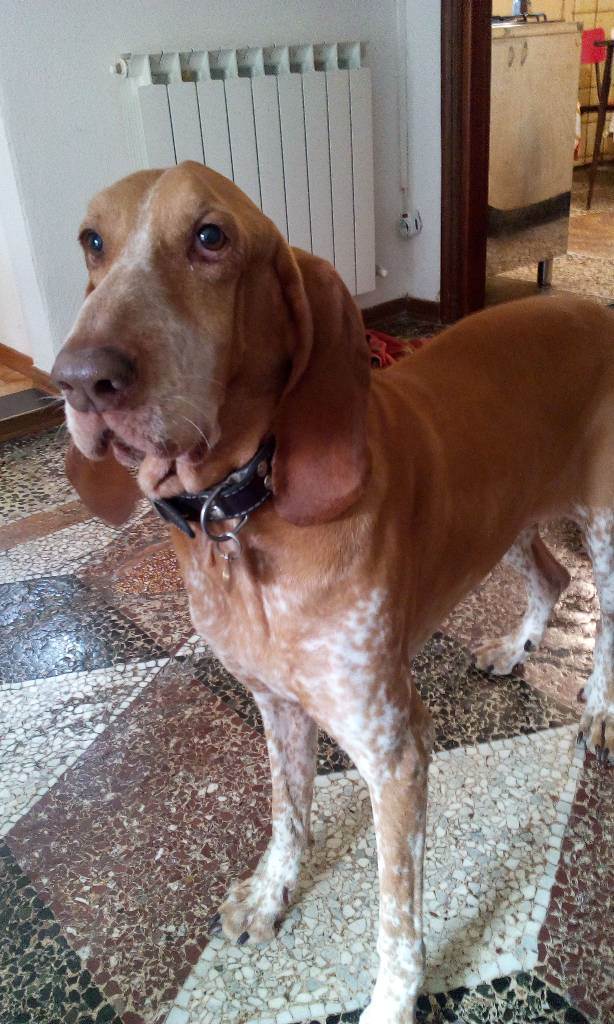 dog-sitter ge alessandro b6cdbed0-7c21-415e-a155-370ff5694ccf