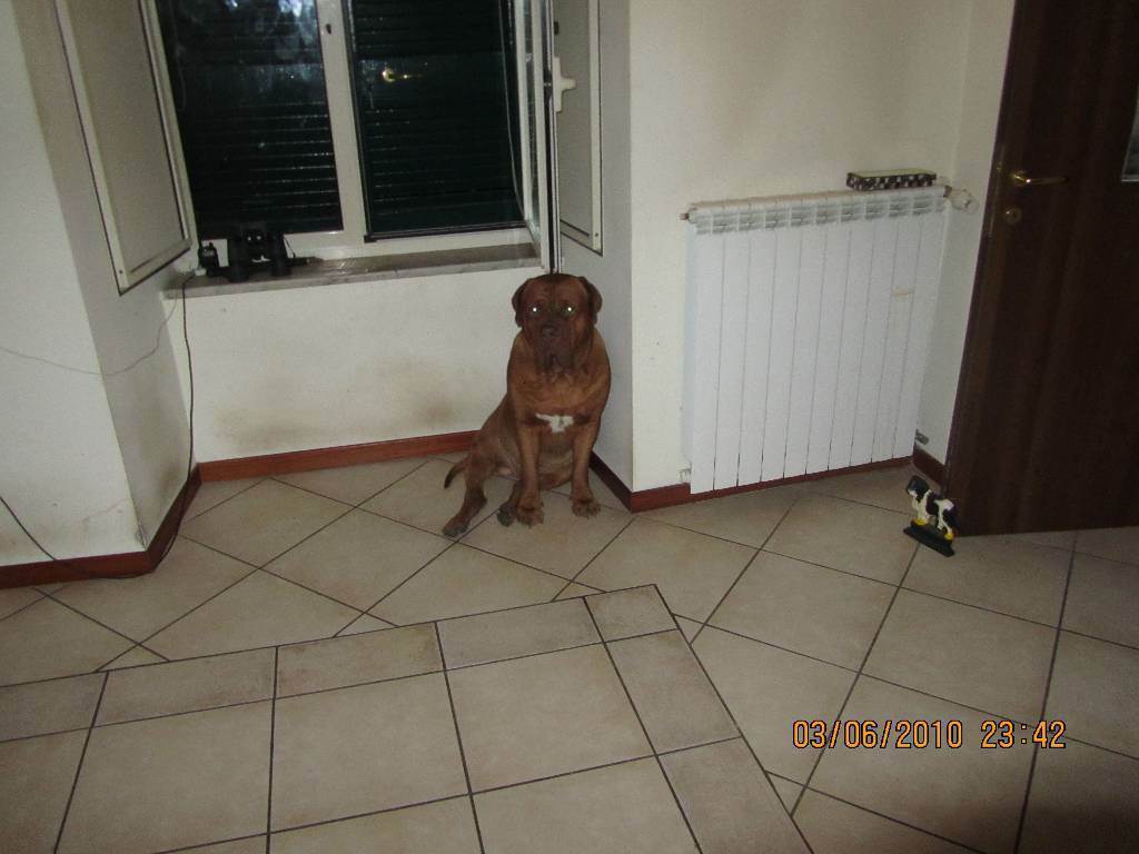 dog-sitter na ciro f71d15e1-a83b-4d52-9339-84d137fb4043