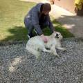 petsitter stranger