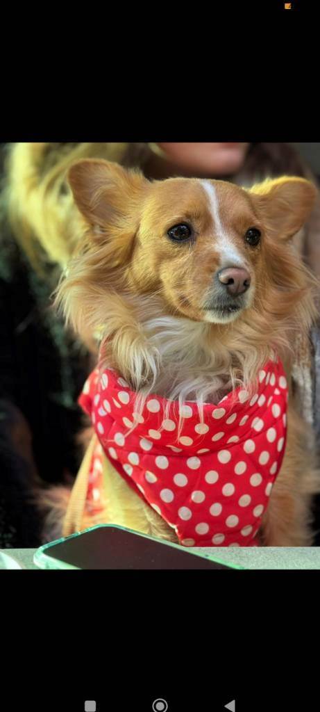 dog-sitter sr elena bd8af8be-060f-41ac-9bf3-153355d4c775