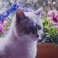 dog-sitter al anna rita  3aed84e1-0c6b-48cb-94ad-8a0adfbd3986