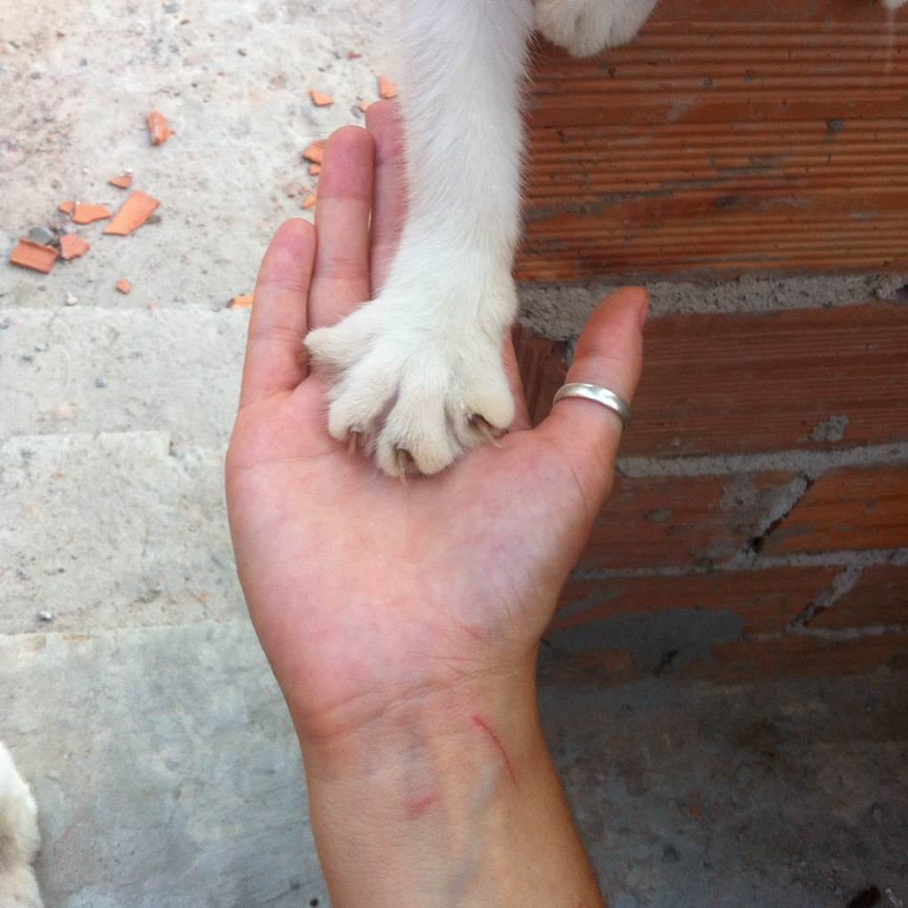 dog-sitter to adele a8d5073f-0274-4296-a347-049e66c15987