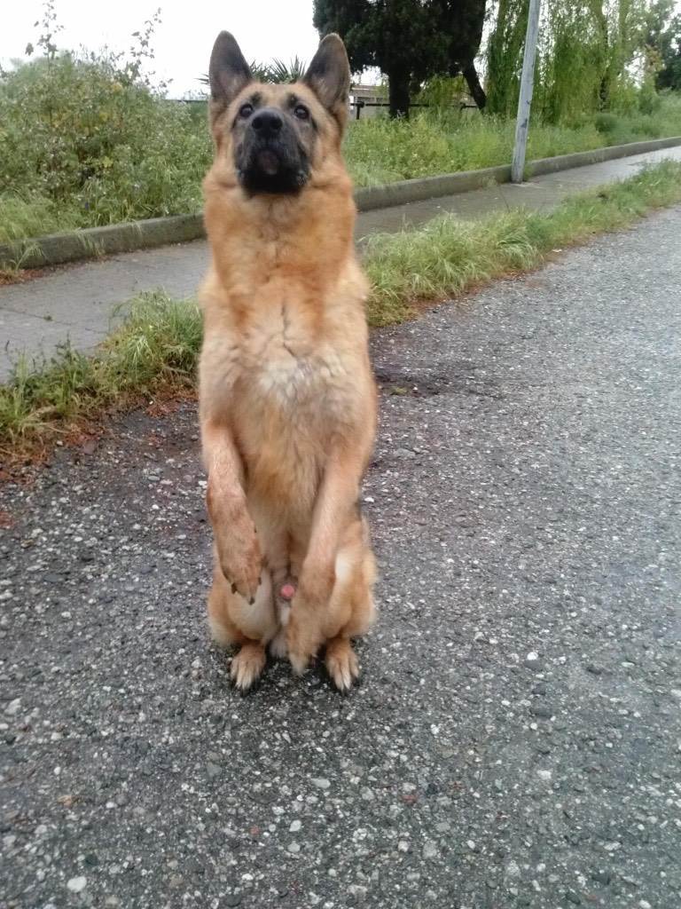 dog-sitter me marco ec95d294-6f29-45fa-870e-df60fd37e95f