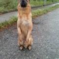 dog-sitter me marco ab7f5cd9-11d9-4099-8467-e957eb8a66a3