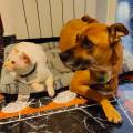 petsitter stranger